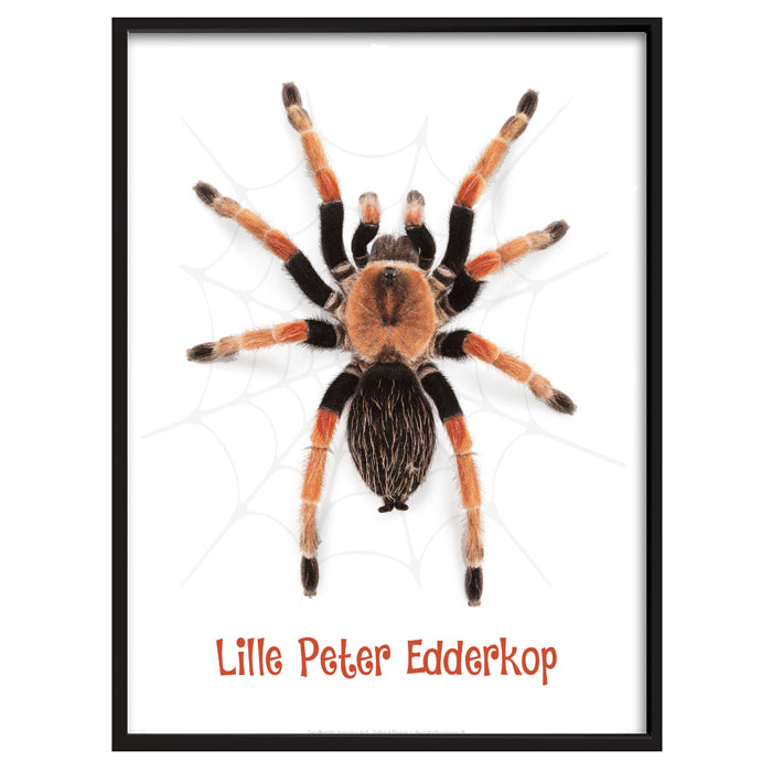 Sæt af Haj, Løve og Edderkop