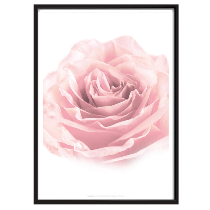 Plakat - Rosa Rose