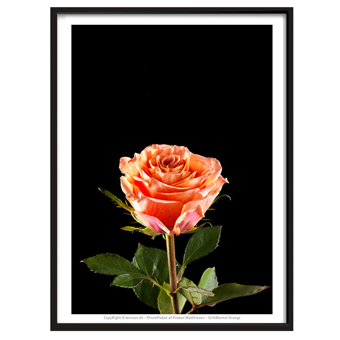 Plakat - Stilkblomst Orange