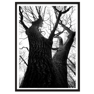 Plakat - Træsilhouette mod himlen