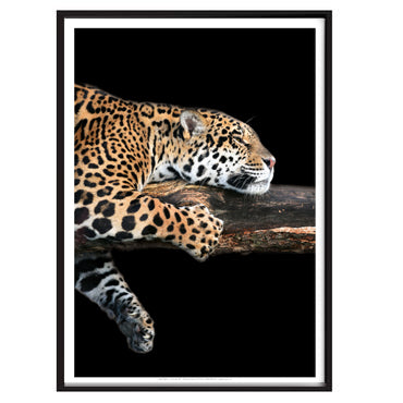 Plakat - Jaguar
