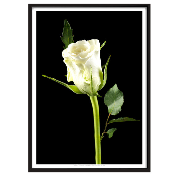 Plakat - Hvid Rose