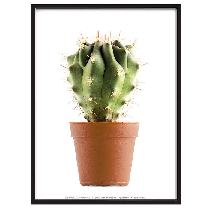 Plakat - Kaktus 1