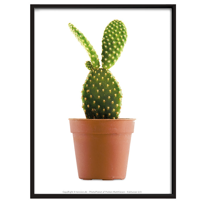 Plakat - Kaktus 2