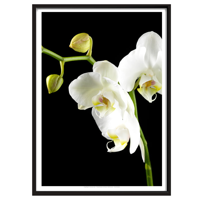 Plakat - Orkide