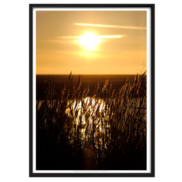 Plakat - Solnedgang i siv